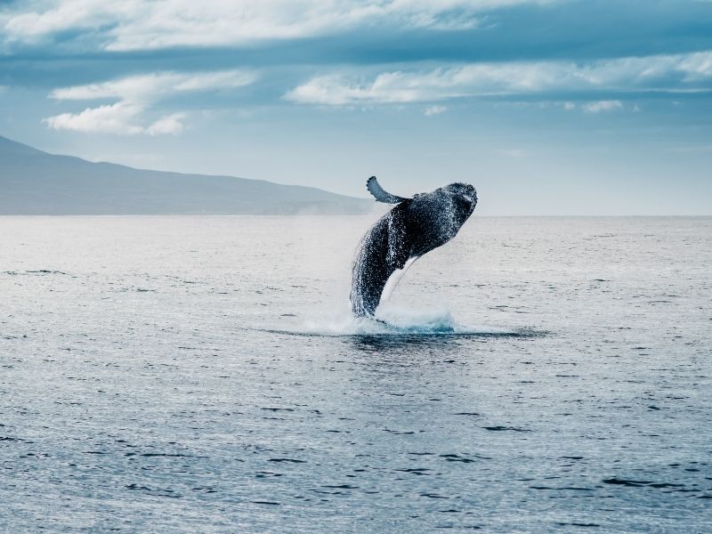 <p>Whale watching</p>